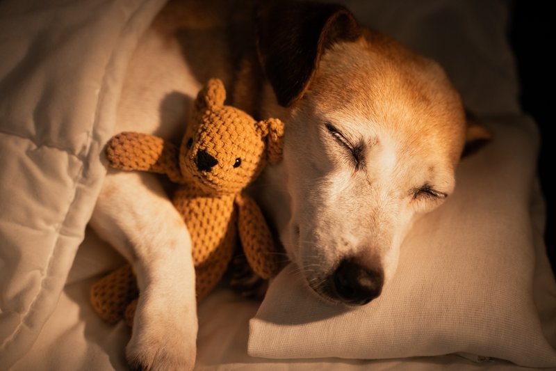 Dog sleeping peacefully — overnight pet boarding in Hollywood FL