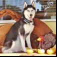 Koda